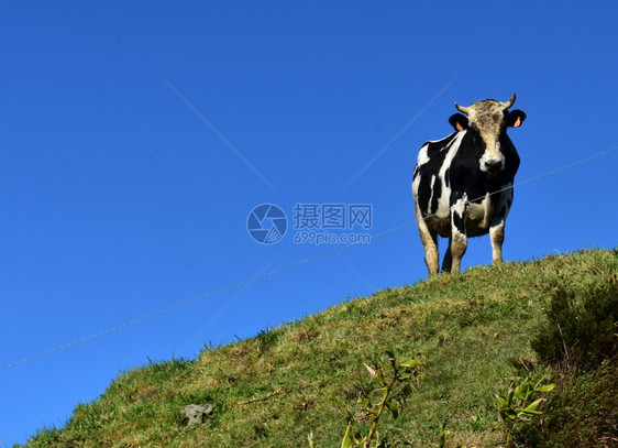 农场家畜动物一只成年黑白母牛站在山顶上图片