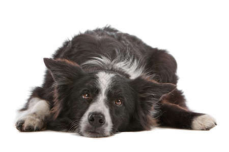 在室内国的白色种背景被隔离的边疆牧羊犬图片