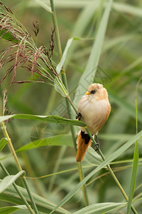 雌大胡子山雀Panurusbiarmicus个人沼泽床图片