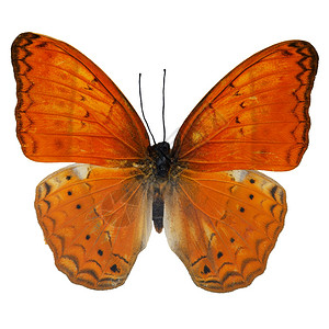 白底的蝴蝶图片_白底的蝴蝶素材_白底的蝴蝶高清图片_摄图网图片下载