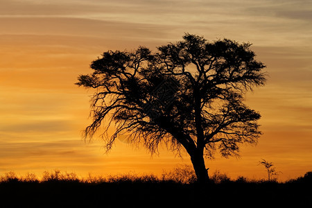 温暖的加拉迪相思日落非洲阿卡西亚树拉哈里沙漠南非xD图片