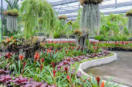 凤梨科室内的青菜植物装饰花园的美丽多彩朵叶图片