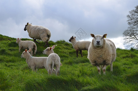 荒野高地羊苏格兰在伊莱的一座山上图片