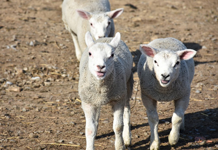 在英格兰的泥地上绵羊三头大排水咩声天气羔羊图片