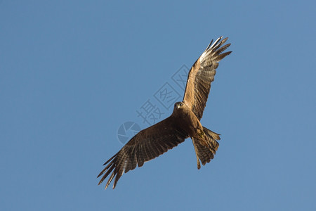 黑色Kite当地称为Amora在空中飞行埃塞俄比亚鸟已知图片