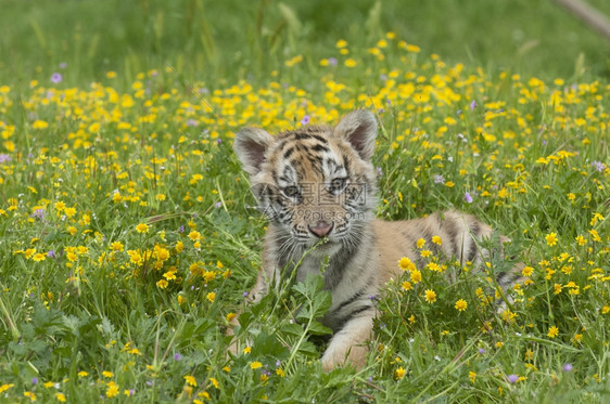 草丛里的小老虎图片