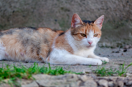 趴着睡觉的可爱猫图片