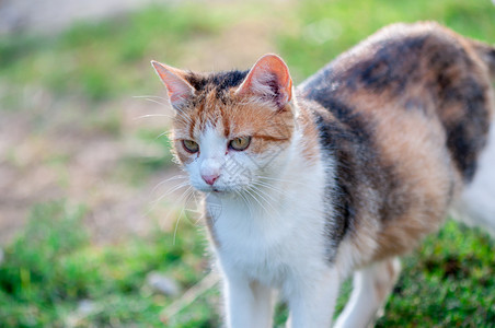 花园里的一只可爱猫图片