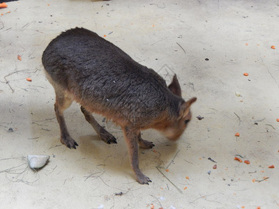 荒野Capybara在大厅的地板上美国肖像图片