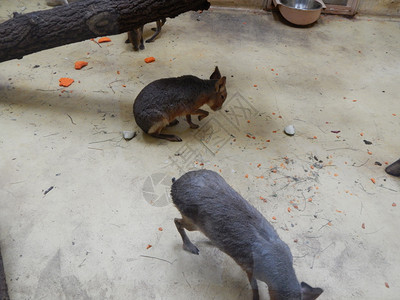 Capybara在大厅的地板上门户14野生动物棕色的图片