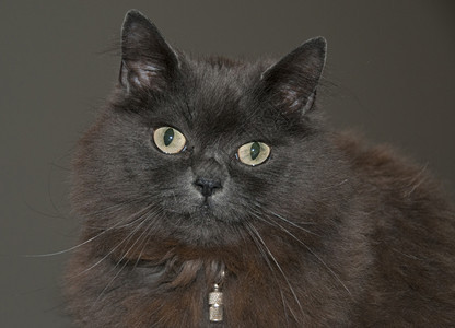 猫咪脸绿眼睛的缅因猫图片