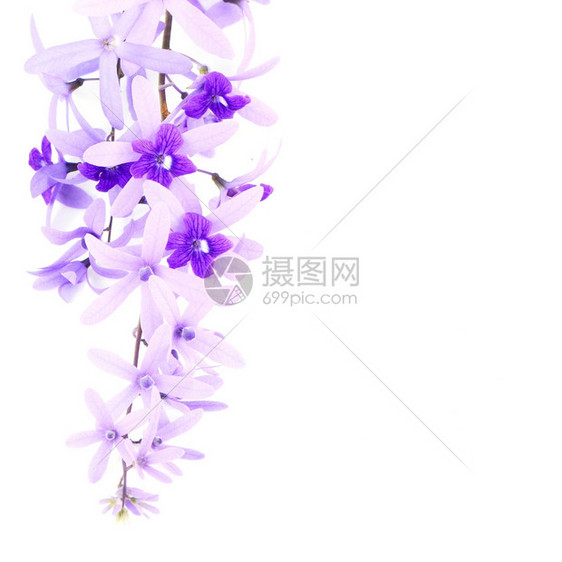 丰富多彩的紫葡萄花砂纸藤或紫壁白底孤立的紫松树和花阮詹植物群图片