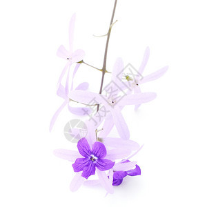 装饰美丽植物紫葡萄花砂纸藤或紫壁白底孤立的紫松树和花图片