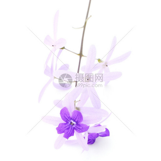 装饰美丽植物紫葡萄花砂纸藤或紫壁白底孤立的紫松树和花图片