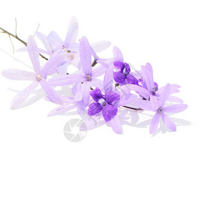 花园紫色的葡萄花砂纸藤或紫壁白底孤立的紫松树和花藤蔓图片