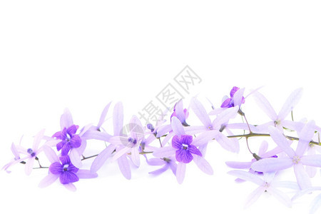 盛开美丽藤蔓紫葡萄花砂纸藤或紫壁白底孤立的紫松树和花图片