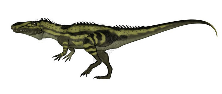 环境恐龙在白色3D中孤立行走使恐龙步3D动物肉食图片