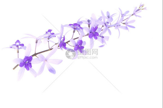 白色的自然紫葡萄花砂纸藤或紫壁白底孤立的紫松树和花阮詹图片