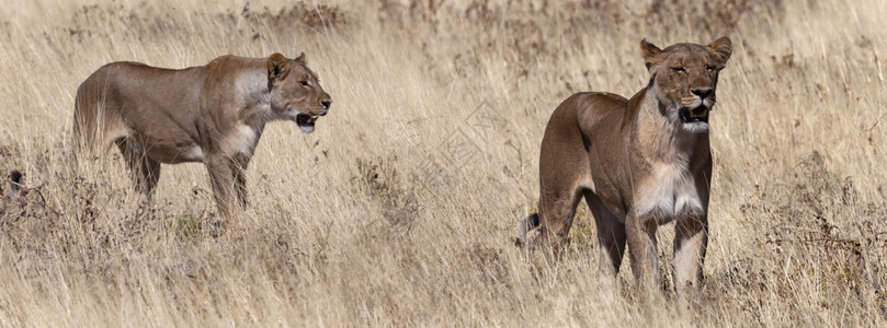 脸顶尖在非洲纳米比亚Etosha公园草原上两次猎豹Leo狮行动非洲人图片