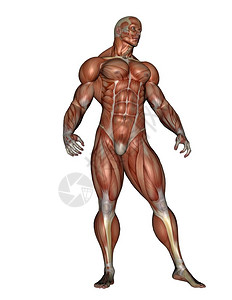 跑步的运动员肌肉结构体图片