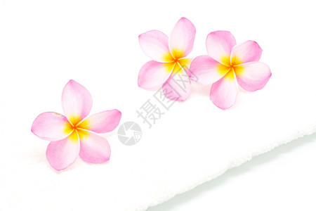 粉红色花朵有白毛巾温泉条件花瓣开热带图片