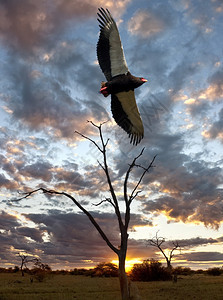 鸟旅游特拉托皮乌斯博茨瓦纳北部萨武提地区日落时非洲BateleurEagleTerathopiusecaudautus图片