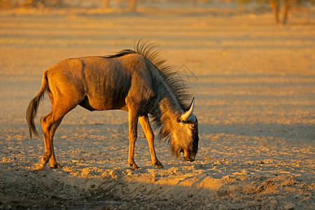 干燥南非卡拉哈里沙漠中的蓝角马Connochaetestaurinus保护干旱图片