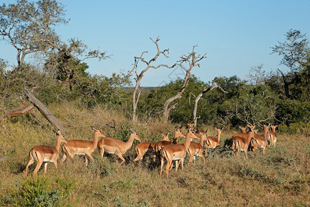 埃皮塞罗斯非洲南姆库泽Mkuze游戏保留区Eepycerosmelampuss动物图片