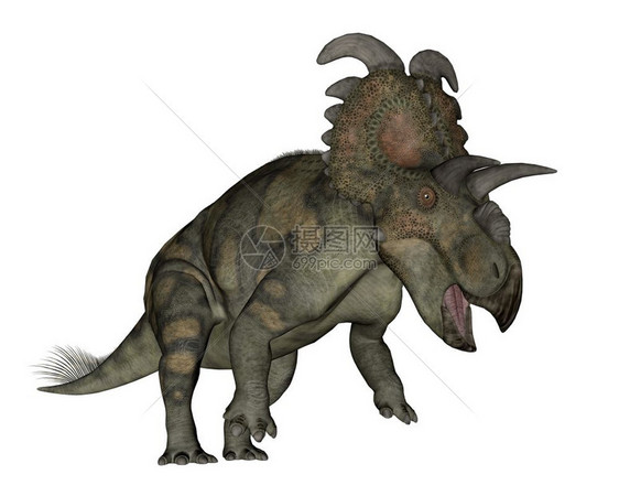 草食动物艾伯塔塞拉托斯恐龙在白色背景中孤立咆哮3D使艾伯塔塞拉托斯恐龙3D产生艾伯塔龙时代图片