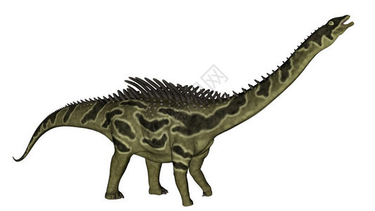 奥古斯蒂尼亚恐龙头在白色背景中被孤立3D化为奥古斯蒂尼亚恐龙3D化为野生动物白色的转弯图片