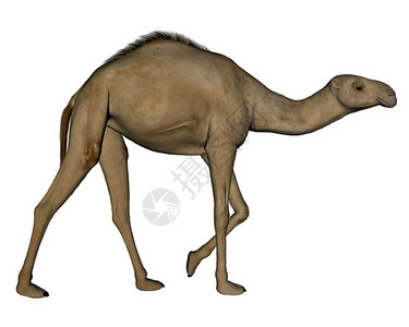 动物群非洲人步行在白色背景中孤立的骆驼行走3D使骆驼行走3D使图片