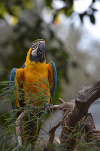 分支蓝和金鹦鹉坐在树枝上鸟类玻利维亚图片