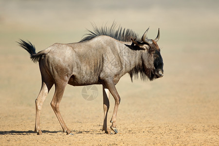 南非卡拉哈里沙漠尘土中的蓝色角马Connochaetestaurinus动物野生草食图片