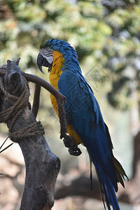 摄影轮廓坐在树枝上的蓝金刚鹦鹉的侧剖面图蓝金刚鹦鹉图片
