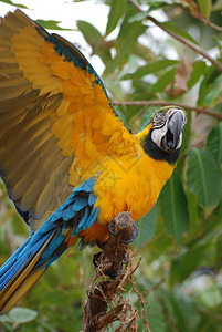 惊人的蓝金鹦鹉翅膀伸展摄影蓝金刚鹦鹉色和图片