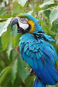 鸟类学新热带蓝金刚鹦鹉色和在一棵树上大声咆哮图片