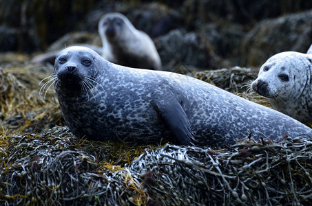 在苏格兰海草上休息的可爱海豹苏格兰人景观杜里语图片