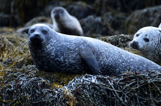 在苏格兰海草上休息的可爱海豹苏格兰人景观杜里语图片