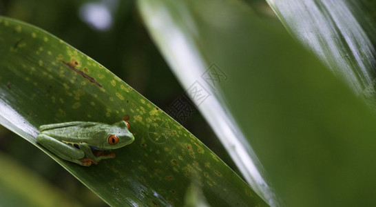 绿叶上的红眼树蛙AgalychnisCallidryasCallidryas红眼树蛙睛自然丛林图片