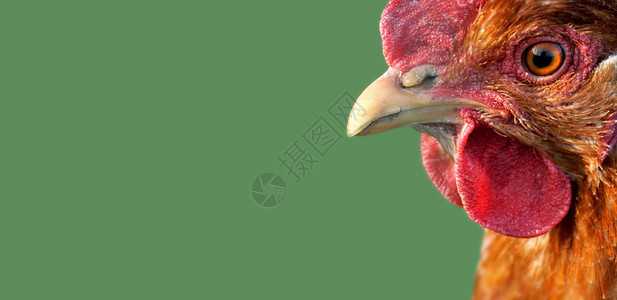 动物在绿色背景的红公鸡头上紧贴着一只红公鸡的头左侧有复制空间喙眼睛图片