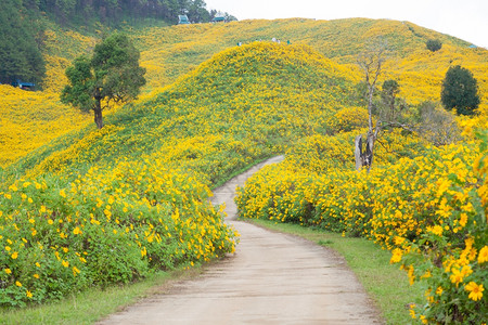 开花中路田山上黄图片