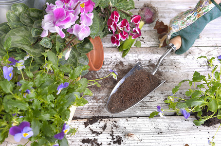 园艺人员手握着土壤填满铲子的花朵挂在园桌上子最佳一种图片