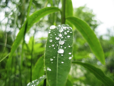 叶子稻草露在树上躺下超过图片