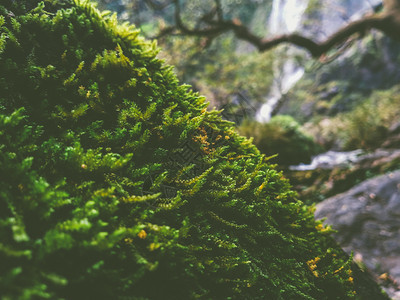 冷杉蕨类植物群雨林中的野生植物和苔图片