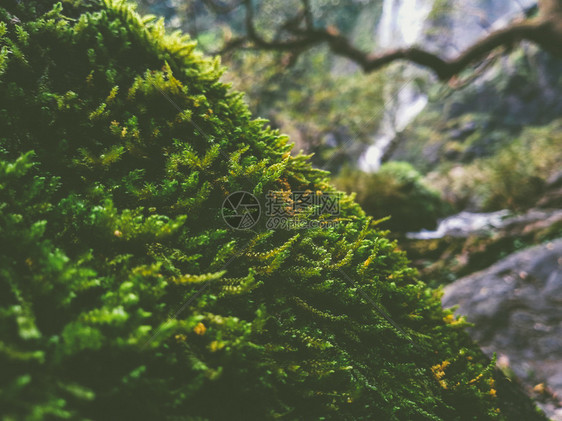 冷杉蕨类植物群雨林中的野生植物和苔图片