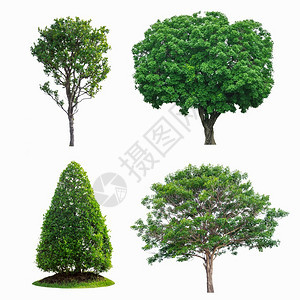 树干白色背景上孤立的绿树收藏隔离在白背景上的绿树收藏植物学热带图片