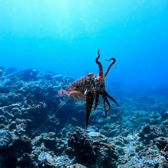 生物深蓝海中好奇的鱼热带水图片