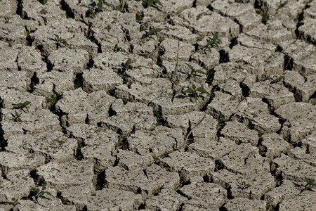 地球向量气候试图生活在干旱土地上的小型植物图片