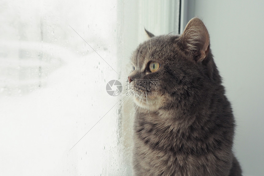 屋一只灰色的毛绒猫带着枯燥的口罩从街边雾中窗外看出来很悲哀一种雪图片