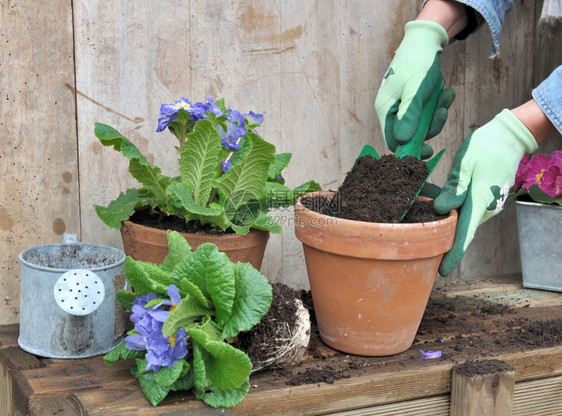 盆栽用手填满一个陶土锅作为花朵种植土壤图片